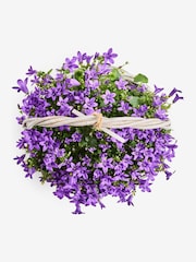 Purple Mothers Day Campanulas Real Plant in a Basket - Image 3 of 3
