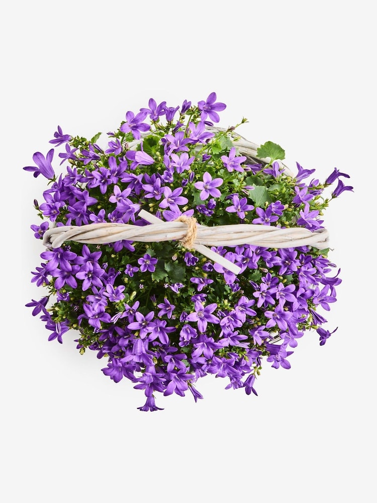 Purple Mothers Day Campanulas Real Plant in a Basket - Image 3 of 3