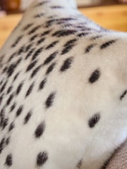 Poodle & Blonde White Dalmation Spot Cushion - Image 3 of 3