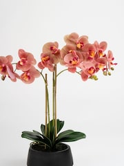 Scottish Everlastings Ltd Pink Faux Phalaenopsis Spray in Pot - Image 2 of 3