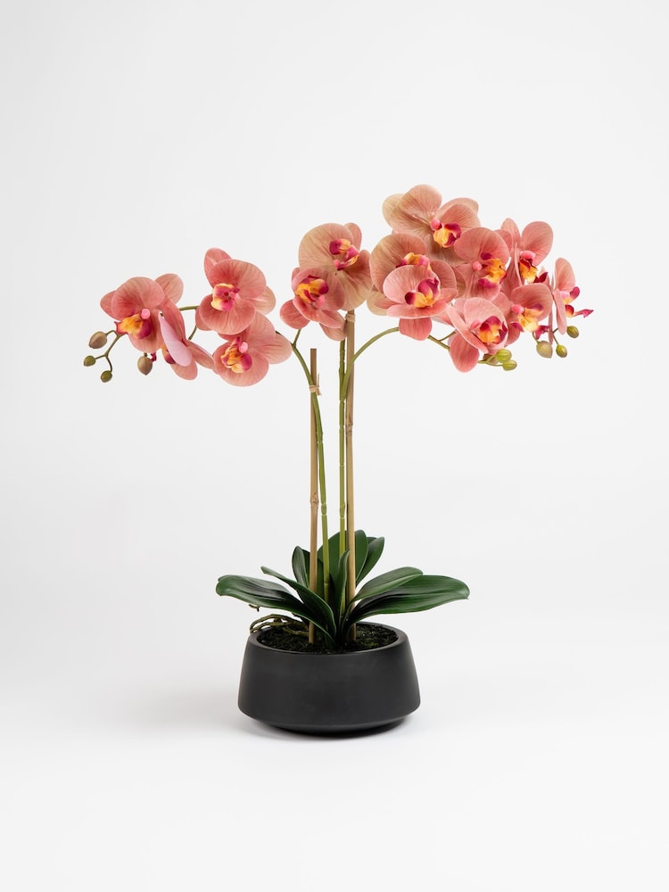 Scottish Everlastings Ltd Pink Faux Phalaenopsis Spray in Pot - Image 3 of 3