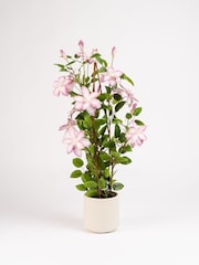 Scottish Everlastings Ltd Pink Faux Climbing Clematis in Pot - Image 3 of 3
