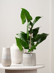 Scottish Everlastings Ltd Green Artificial Typhonium Plant - Image 1 of 3