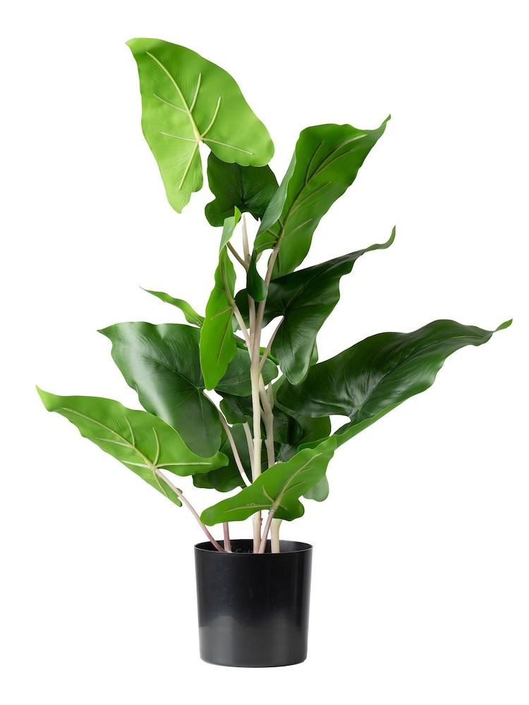 Scottish Everlastings Ltd Green Artificial Typhonium Plant - Image 3 of 3