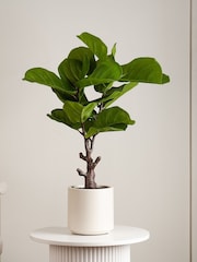 Scottish Everlastings Ltd Green Artificial Fiddleleaf Fig Tree in Chunky Pot - Image 1 of 3