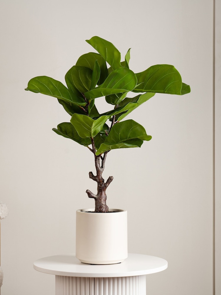 Scottish Everlastings Ltd Green Artificial Fiddleleaf Fig Tree in Chunky Pot - Image 1 of 3