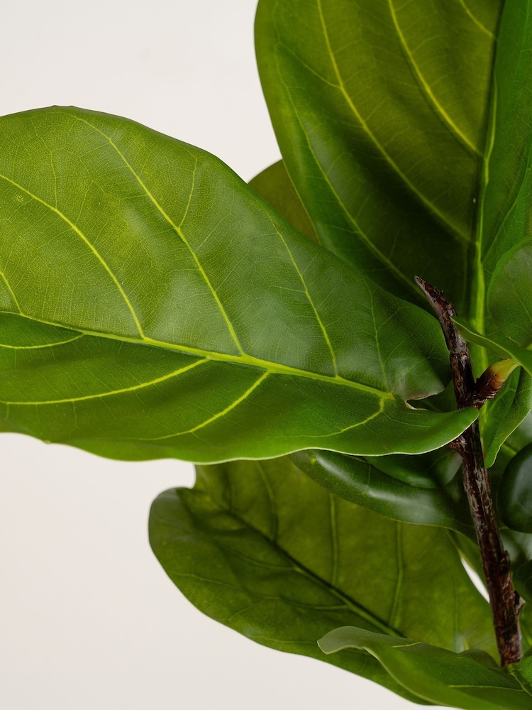 Scottish Everlastings Ltd Green Artificial Fiddleleaf Fig Tree in Chunky Pot - Image 2 of 3