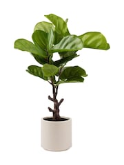 Scottish Everlastings Ltd Green Artificial Fiddleleaf Fig Tree in Chunky Pot - Image 3 of 3