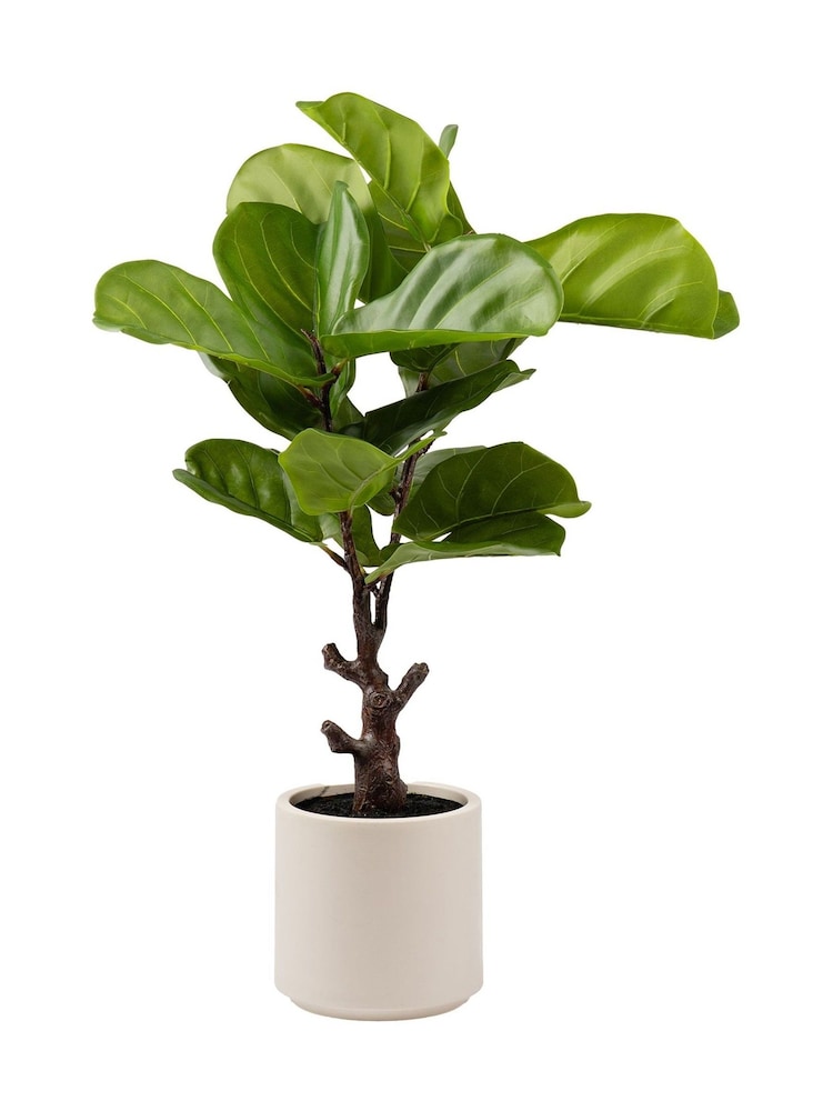 Scottish Everlastings Ltd Green Artificial Fiddleleaf Fig Tree in Chunky Pot - Image 3 of 3