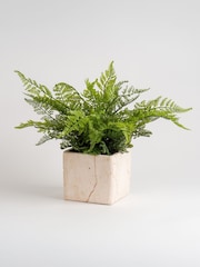 Scottish Everlastings Ltd Green Artificial Fern in Travertine Style Pot - Image 3 of 4