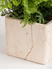 Scottish Everlastings Ltd Green Artificial Fern in Travertine Style Pot - Image 4 of 4