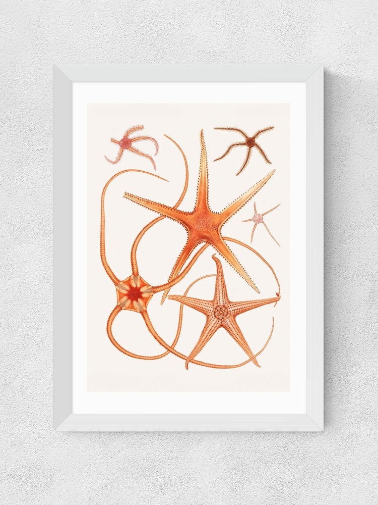 East End Prints White Vintage Starfish 2 Wall Art Print by Oh Fine - Image 2 of 2 East End Prints White Vintage Starfish 2 Wall Art Print by Oh Fine - Image 2 of 2