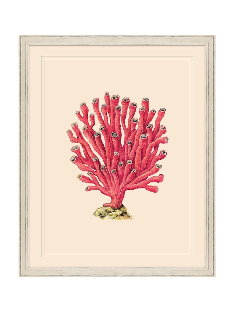 Brookpace Lascelles Red/White Coral VI' Coastal Wall Art - Image 2 of 4