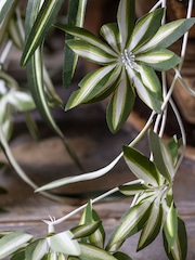 Abigail Ahern Green Artificial Spider Plant - Image 4 of 5