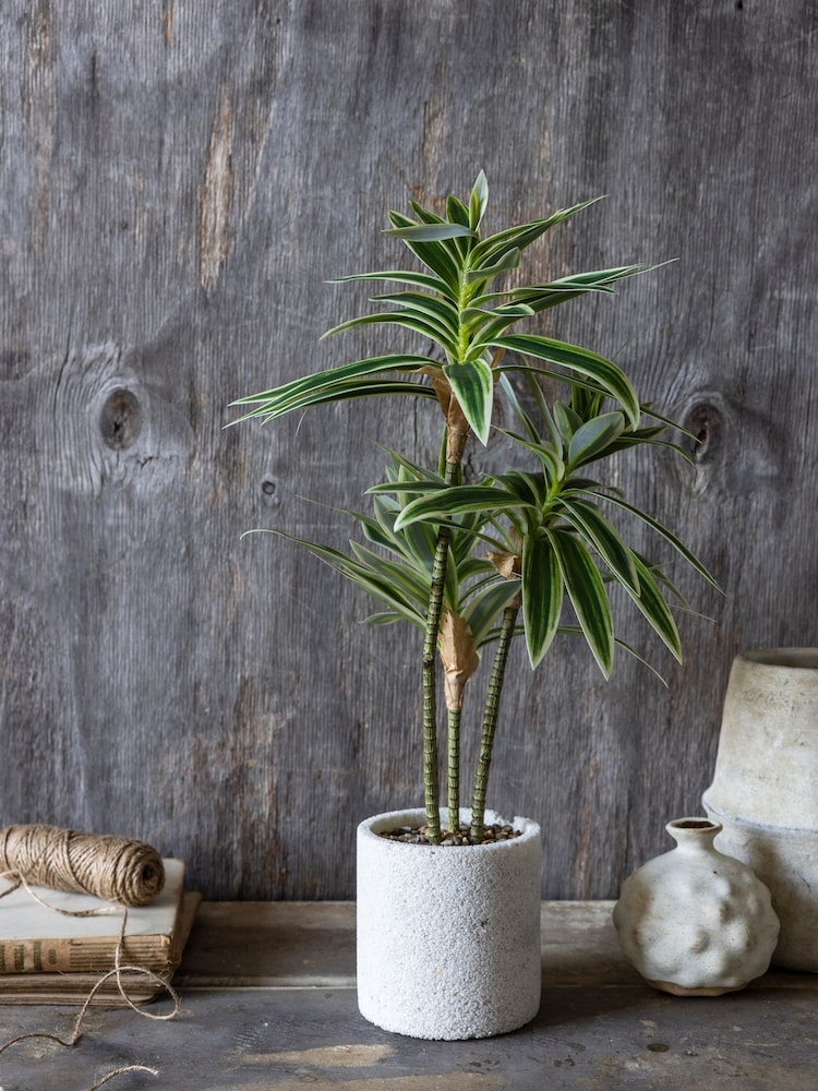 Abigail Ahern Green Artificial Dracena Plant - Image 1 of 5 Abigail Ahern Green Artificial Dracena Plant - Image 1 of 5