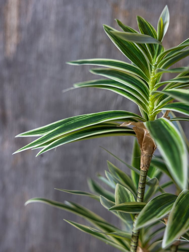 Abigail Ahern Green Artificial Dracena Plant - Image 2 of 5 Abigail Ahern Green Artificial Dracena Plant - Image 2 of 5