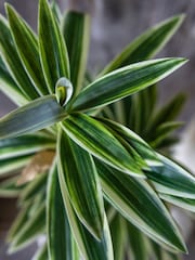 Abigail Ahern Green Artificial Dracena Plant - Image 4 of 5