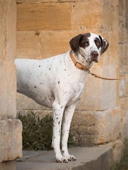 Lords and Labradors Tan Cream Italian Leather Dog Lead - Image 1 of 6