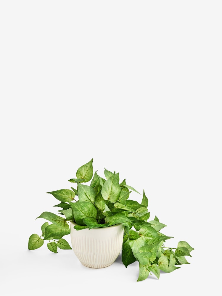 Green Artificial Trailing Plant In Ceramic Pot - Image 3 of 3