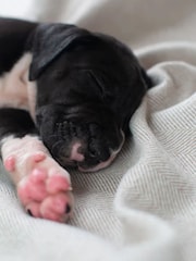 Lords and Labradors Natural Herringbone Tweed Pet Blanket - Image 4 of 4
