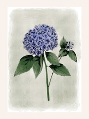 Laura Ashley Blue Hydrangea Flower Black Large Frame - Image 4 of 4