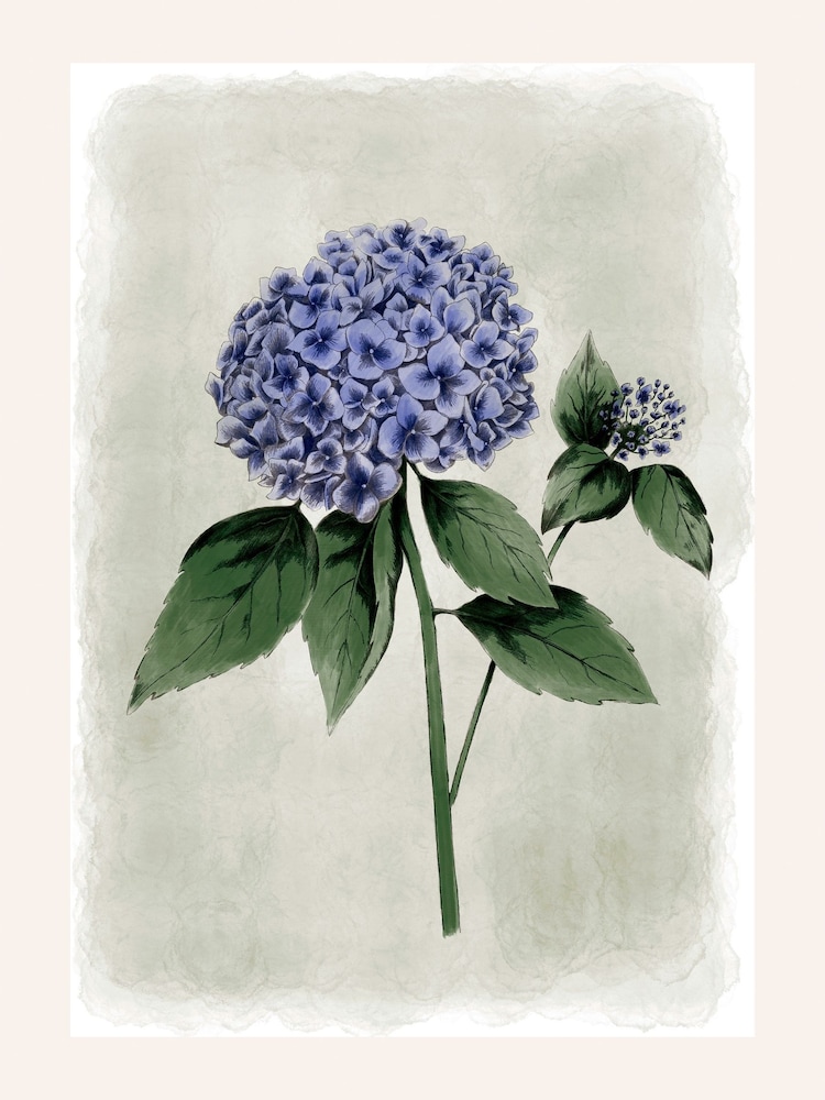 Laura Ashley Blue Hydrangea Flower Black Large Frame - Image 4 of 4