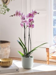 Beards & Daisies Pistachio Purple Orchid & Earthenware Pot - Image 1 of 3