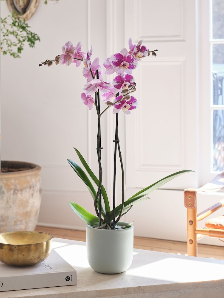 Beards & Daisies Pistachio Purple Orchid & Earthenware Pot - Image 1 of 3 Beards & Daisies Pistachio Purple Orchid & Earthenware Pot - Image 1 of 3