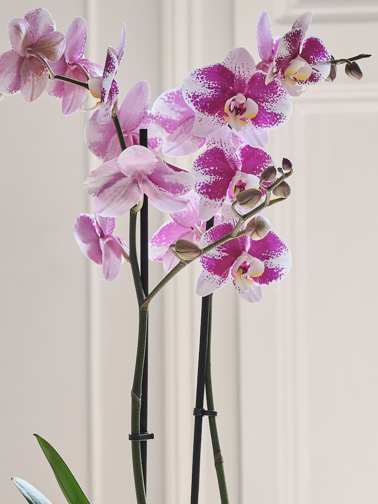 Beards & Daisies Pistachio Purple Orchid & Earthenware Pot - Image 2 of 3 Beards & Daisies Pistachio Purple Orchid & Earthenware Pot - Image 2 of 3