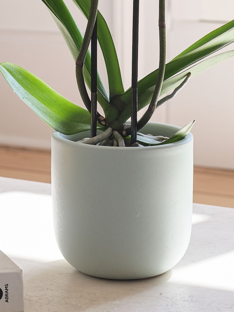 Beards & Daisies Pistachio Purple Orchid & Earthenware Pot - Image 3 of 3 Beards & Daisies Pistachio Purple Orchid & Earthenware Pot - Image 3 of 3