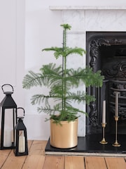 Beards & Daisies Gold Norfolk Pine & Lucca Pot - Image 1 of 3