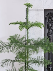 Beards & Daisies Gold Norfolk Pine & Lucca Pot - Image 2 of 3