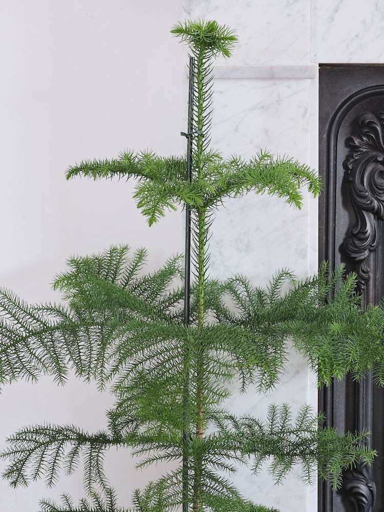 Beards & Daisies Gold Norfolk Pine & Lucca Pot - Image 2 of 3 Beards & Daisies Gold Norfolk Pine & Lucca Pot - Image 2 of 3