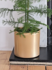 Beards & Daisies Gold Norfolk Pine & Lucca Pot - Image 3 of 3