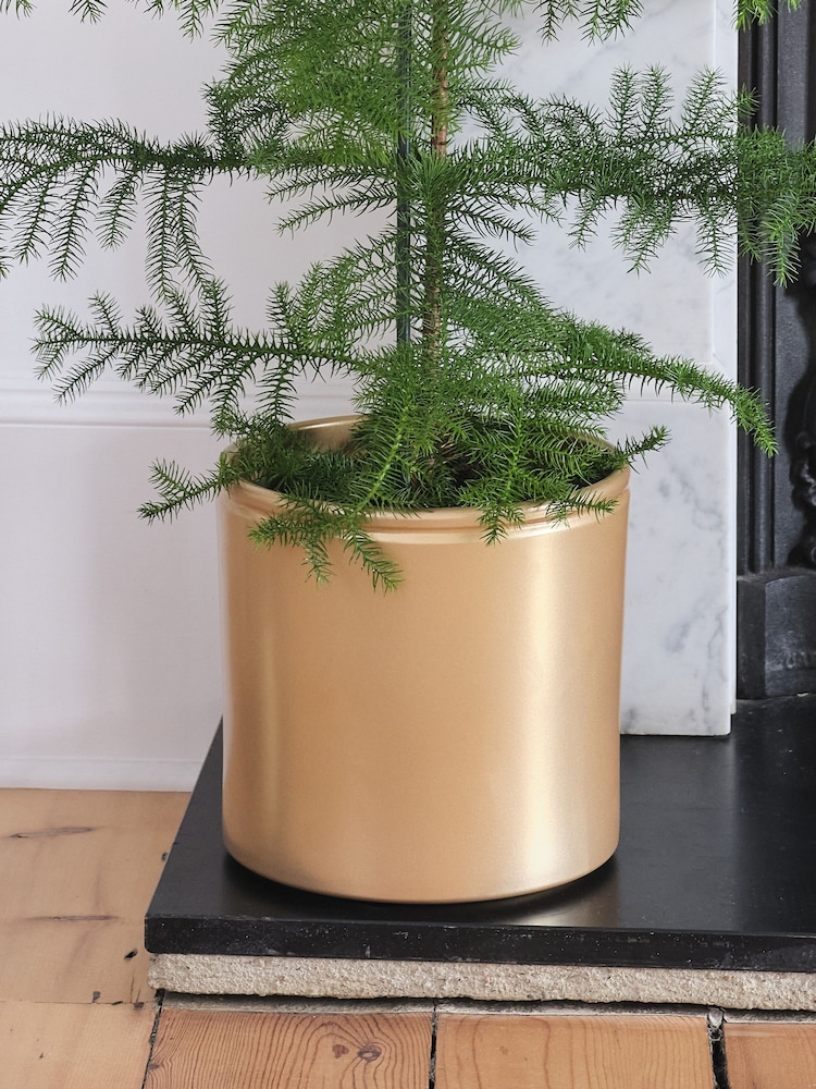 Beards & Daisies Gold Norfolk Pine & Lucca Pot - Image 3 of 3 Beards & Daisies Gold Norfolk Pine & Lucca Pot - Image 3 of 3