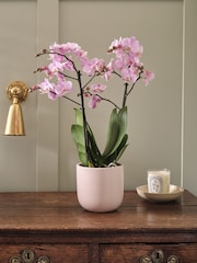 Beards & Daisies Pink Pink Orchid & Earthenware Pot - Image 1 of 3