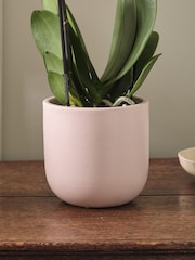 Beards & Daisies Pink Pink Orchid & Earthenware Pot - Image 3 of 3