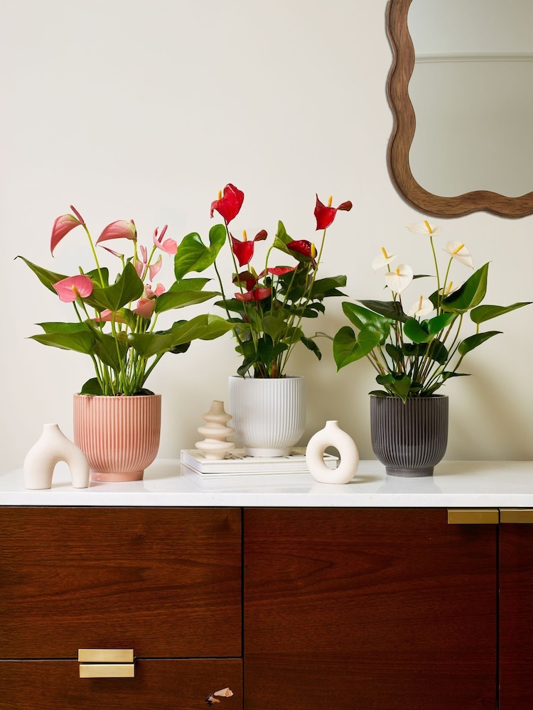 Beards & Daisies Multi Anthurium Bundle With Plant Pot - Image 1 of 4