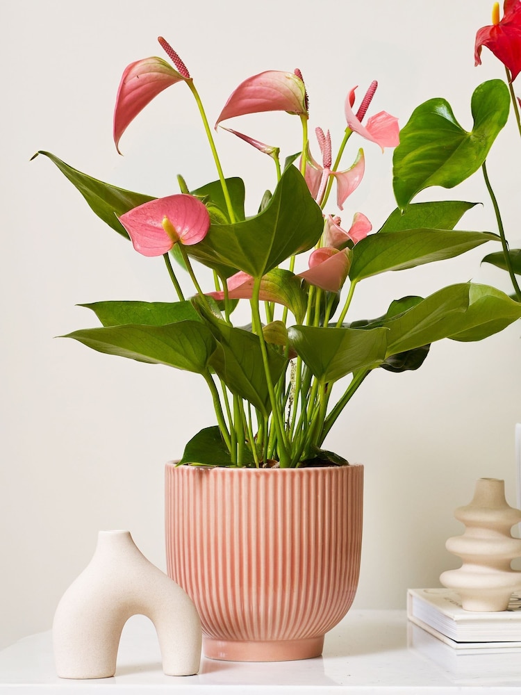 Beards & Daisies Multi Anthurium Bundle With Plant Pot - Image 2 of 4