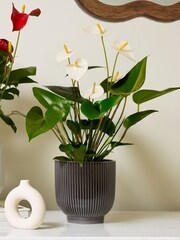 Beards & Daisies Multi Anthurium Bundle With Plant Pot - Image 4 of 4
