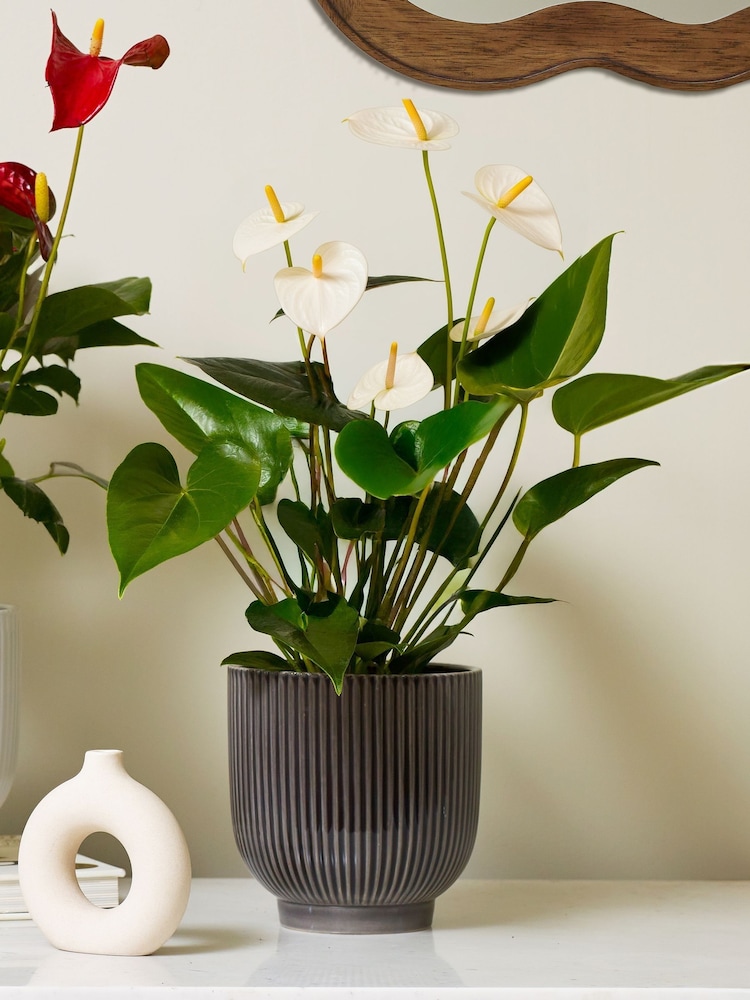 Beards & Daisies Multi Anthurium Bundle With Plant Pot - Image 4 of 4
