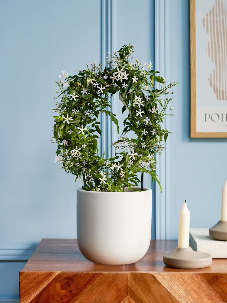 Beards & Daisies Oyster Jasmine On Hoop & Earthenware Plant Pot - Image 1 of 3 Beards & Daisies Oyster Jasmine On Hoop & Earthenware Plant Pot - Image 1 of 3