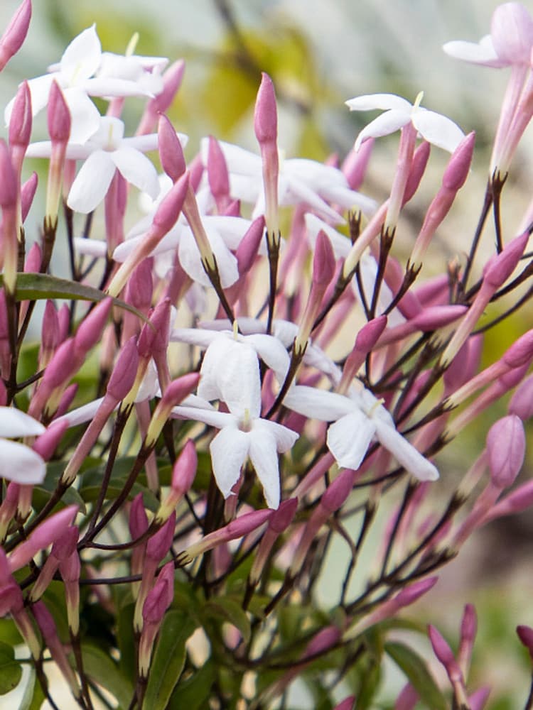 Beards & Daisies Oyster Jasmine On Hoop & Earthenware Plant Pot - Image 2 of 3 Beards & Daisies Oyster Jasmine On Hoop & Earthenware Plant Pot - Image 2 of 3