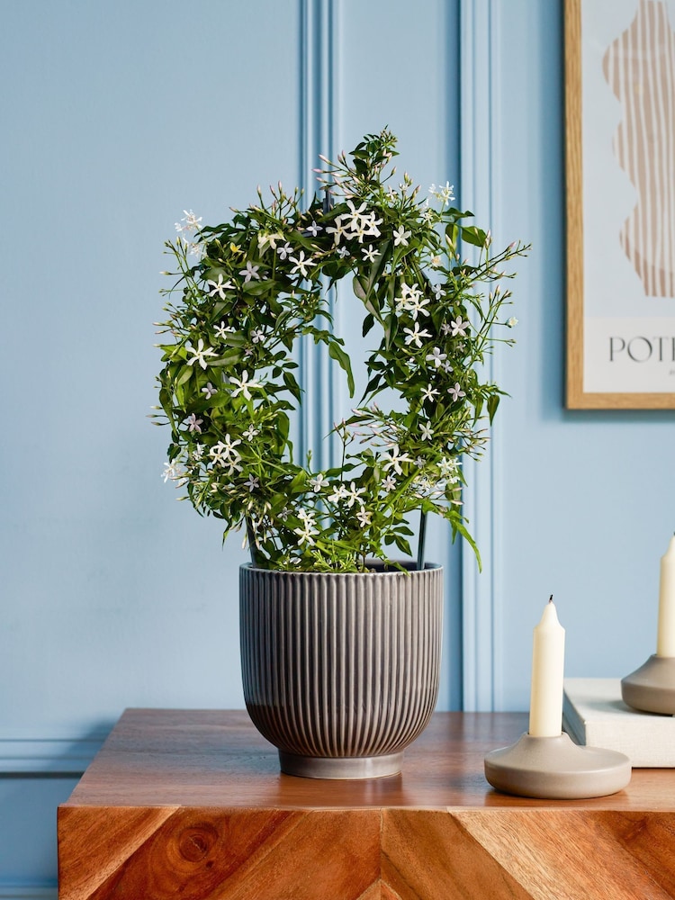 Beards & Daisies Grey Jasmine On Hoop & Ribbed Plant Pot - Image 1 of 3 Beards & Daisies Grey Jasmine On Hoop & Ribbed Plant Pot - Image 1 of 3