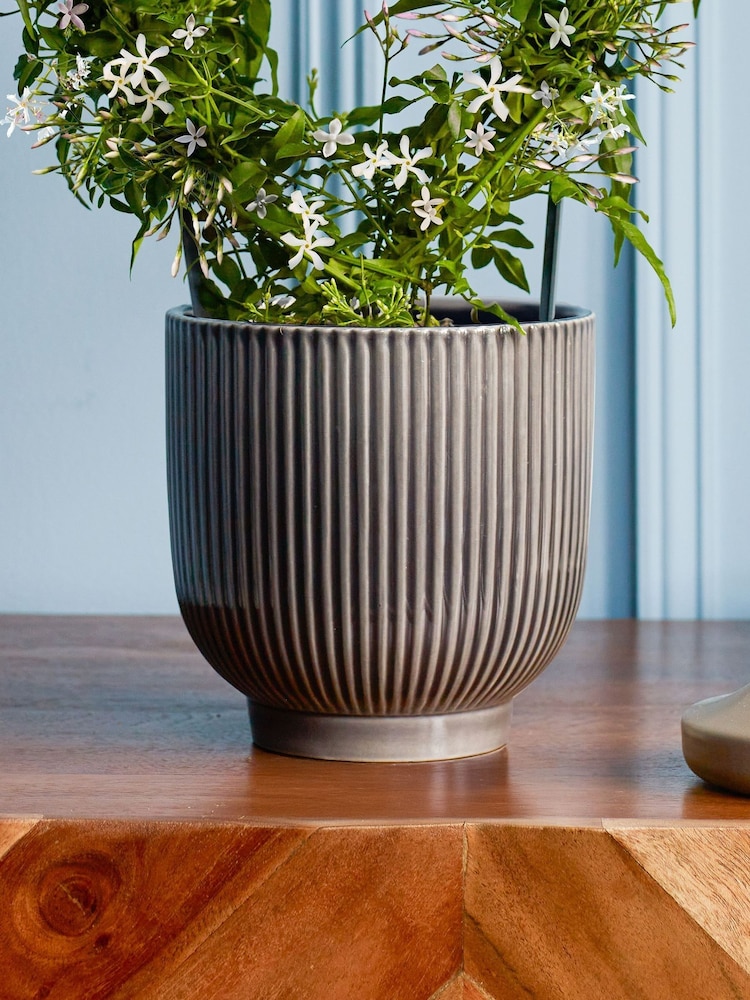 Beards & Daisies Grey Jasmine On Hoop & Ribbed Plant Pot - Image 3 of 3 Beards & Daisies Grey Jasmine On Hoop & Ribbed Plant Pot - Image 3 of 3