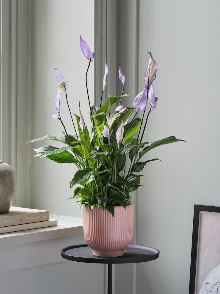 Beards & Daisies Pink Lilac Peace Lily & Ribbed Pot - Image 1 of 3 Beards & Daisies Pink Lilac Peace Lily & Ribbed Pot - Image 1 of 3