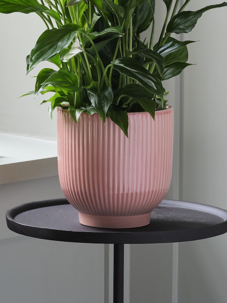 Beards & Daisies Pink Lilac Peace Lily & Ribbed Pot - Image 2 of 3 Beards & Daisies Pink Lilac Peace Lily & Ribbed Pot - Image 2 of 3