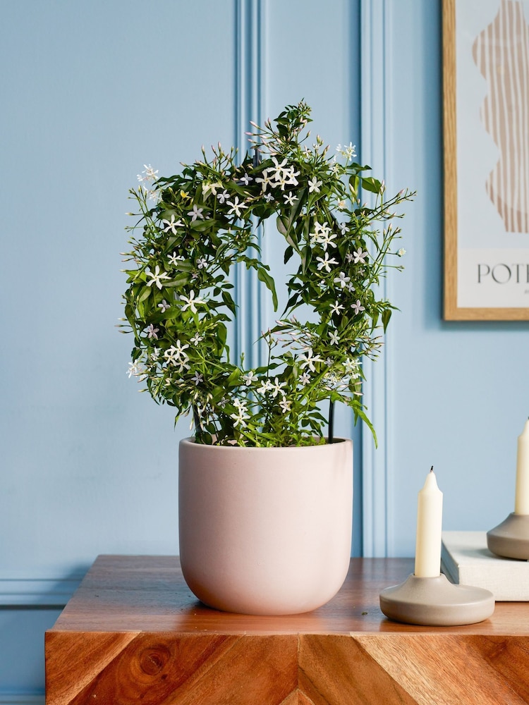 Beards & Daisies Pink Jasmine On Hoop & Earthenware Plant Pot - Image 1 of 3 Beards & Daisies Pink Jasmine On Hoop & Earthenware Plant Pot - Image 1 of 3