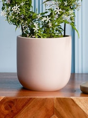 Beards & Daisies Pink Jasmine On Hoop & Earthenware Plant Pot - Image 3 of 3
