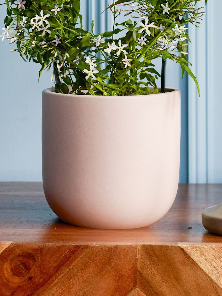 Beards & Daisies Pink Jasmine On Hoop & Earthenware Plant Pot - Image 3 of 3 Beards & Daisies Pink Jasmine On Hoop & Earthenware Plant Pot - Image 3 of 3